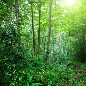 Global Forest Watch Global Forest Watch