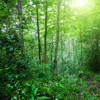 Global Forest Watch