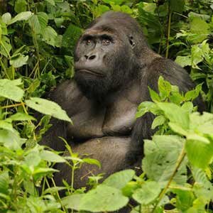 IUCN Red List of Threatened Species IUCN Red List of Threatened Species
