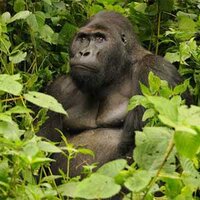 IUCN Red List of Threatened Species