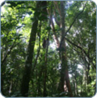 Nature Conservancy Carbon Footprint Calculator Nature Conservancy Carbon Footprint Calculator