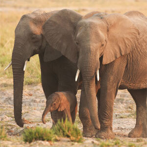Nature Conservancy - #SaveElephants Nature Conservancy - #SaveElephants