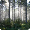 Southern Forests for the Future Southern Forests for the Future