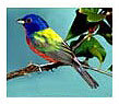 The Great Backyard Bird Count The Great Backyard Bird Count