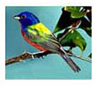 The Great Backyard Bird Count The Great Backyard Bird Count